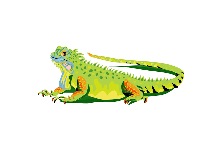 drawing of iguana