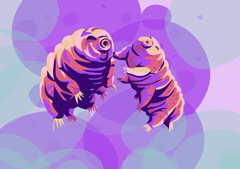 Picture of two waterbears