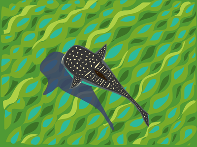 Picture of whale shark